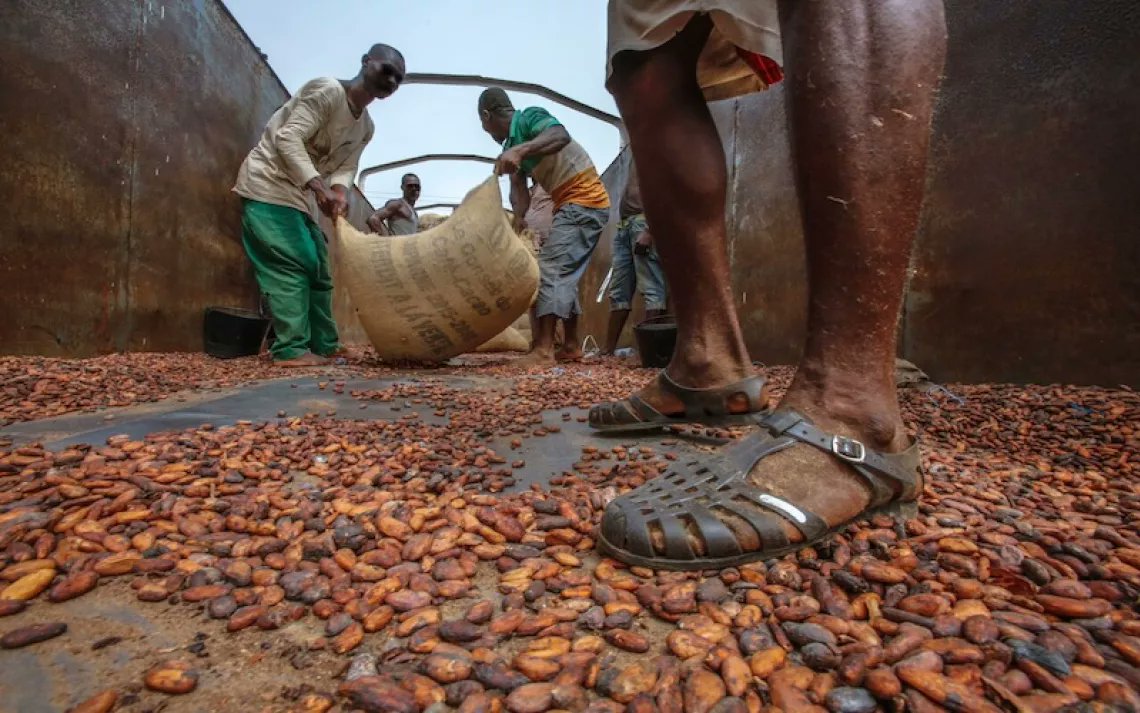 ToakChocolate's tweet card. A new report links chocolate companies to the deforestation of West Africa’s national parks