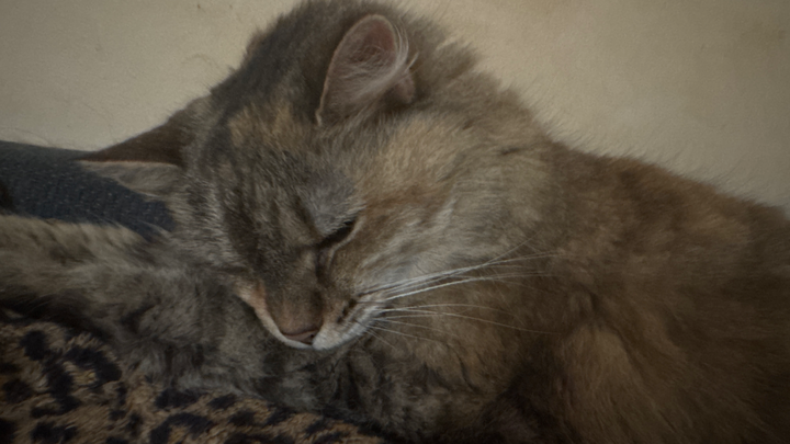 addirockart's tweet card. Our kitty Poufe appears to have a UTI or maybe stones— she’s squatting aroun… Andrea Cordero needs your support for Save Poufe: Emergency Vet Treatment Needed