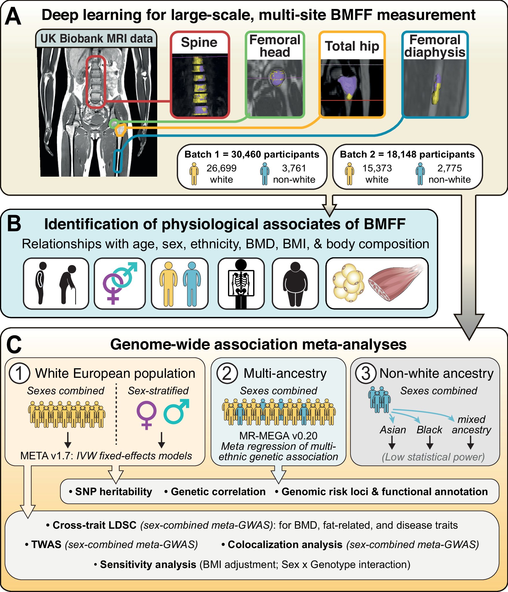 BMATscientists's tweet card. Nature Communications - Bone marrow adipose tissue accounts for over 10% of human fat mass. Here, Xu et al. use deep learning to measure marrow adiposity in over 45,000 people, and identify genes...