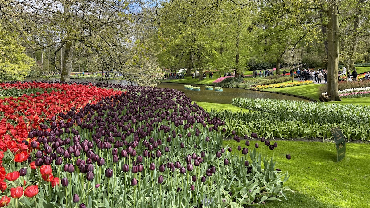 whereangiewand1's tweet card. Travel tips to help you visit the beautiful Keukenhof tulip garden in Holland. Find out what to expect and how to get there from Amsterdam.