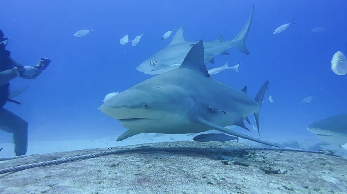 whereangiewand1's tweet card. Find out what it is like to scuba dive with bull sharks in Playa del Carmen Mexico. A complete guide with helpful tips and information.