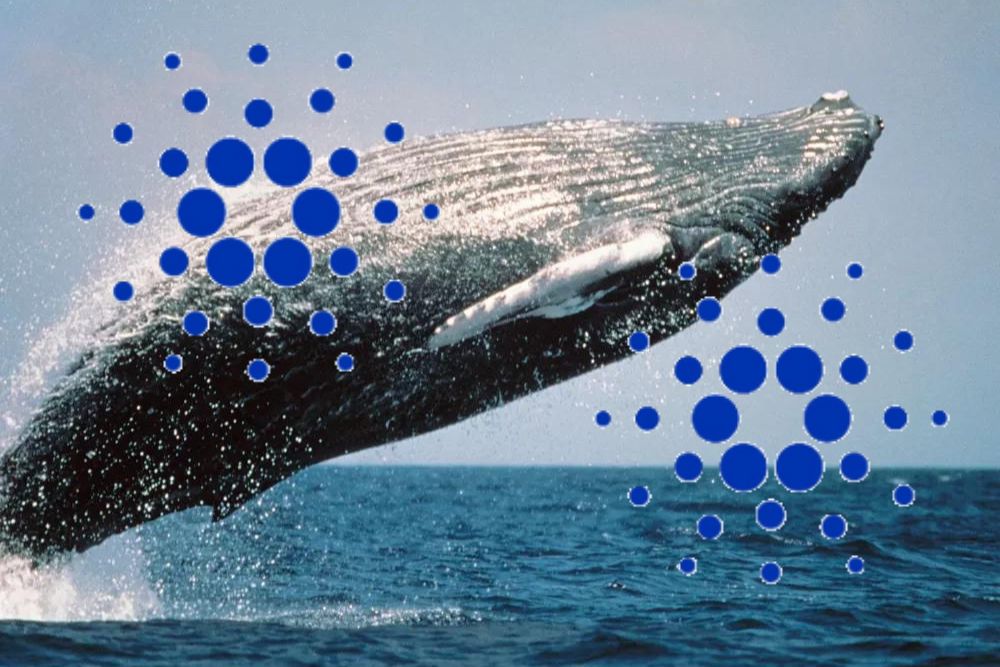 CardanoFeed's tweet card. Over the past 72 hours, large-scale investors, commonly called whales have accumulated more than 130 million Cardano (ADA) tokens. This significant buying activity highlights the growing confidence...