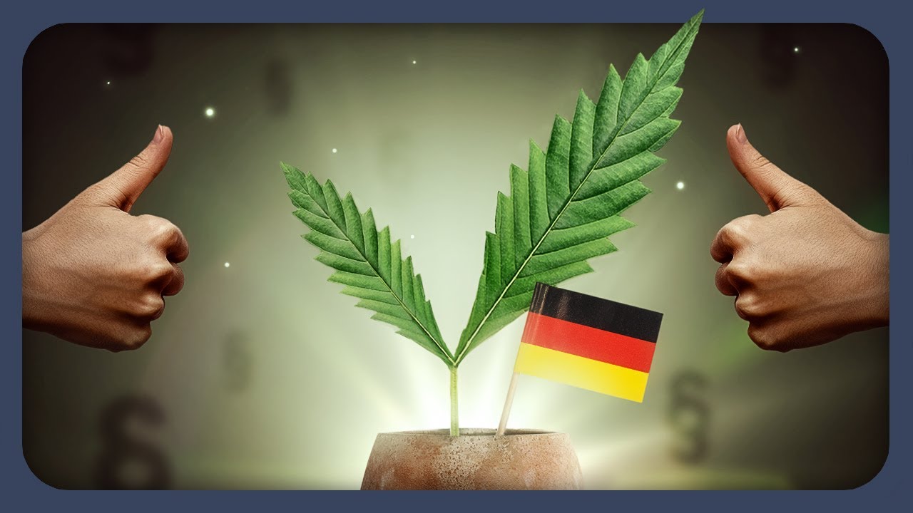 cscwhv's tweet card. Die Legalisierung kommt! Und jetzt?