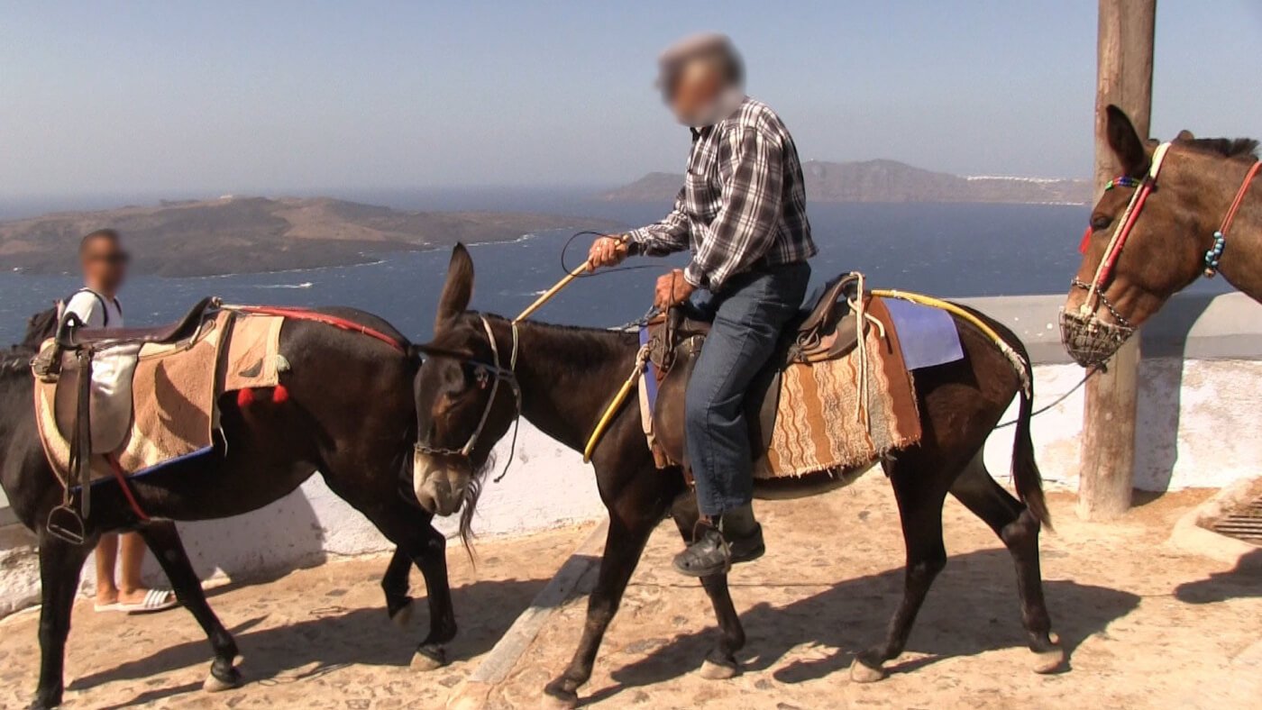 MonicaBulfoni's tweet card. Many donkeys and mules have painful wounds – both fresh injuries and old, untreated ones that have scarred over – on their abdomens caused by ill-fitting saddle girths and other inadequate equipment....