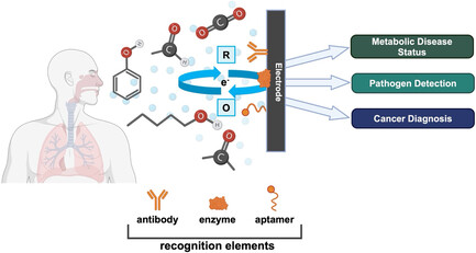 oljasimoska's tweet card. Electrochemical breath sensors (EBSs) are emerging as powerful tools for noninvasive health diagnostics. This perspective highlights recent advances in EBS technologies, explores their potential in...