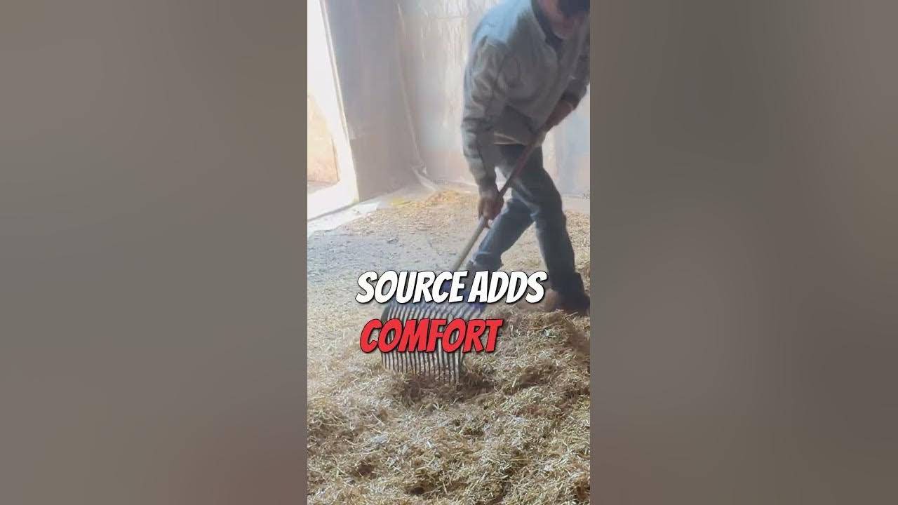 strumngrumbles's tweet card. The Ultimate Chicken Winterization Guide