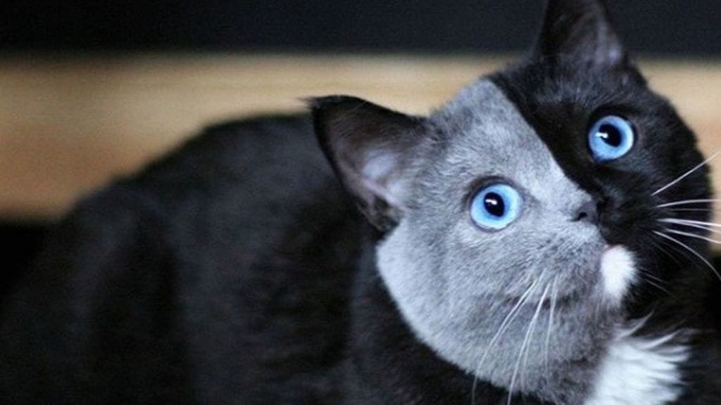 UltraCriptos's tweet card. El pequeño Narnia tiene 1 año de vida y ya tiene enamorado a todo internet, es famoso debido a su cara de dos colores simétricos