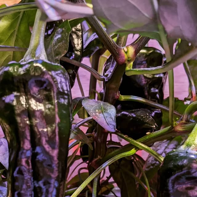 ZephyrsCoaching's tweet card. Zephyrs Coaching Services (@zephyrscoaching) • Instagram photo