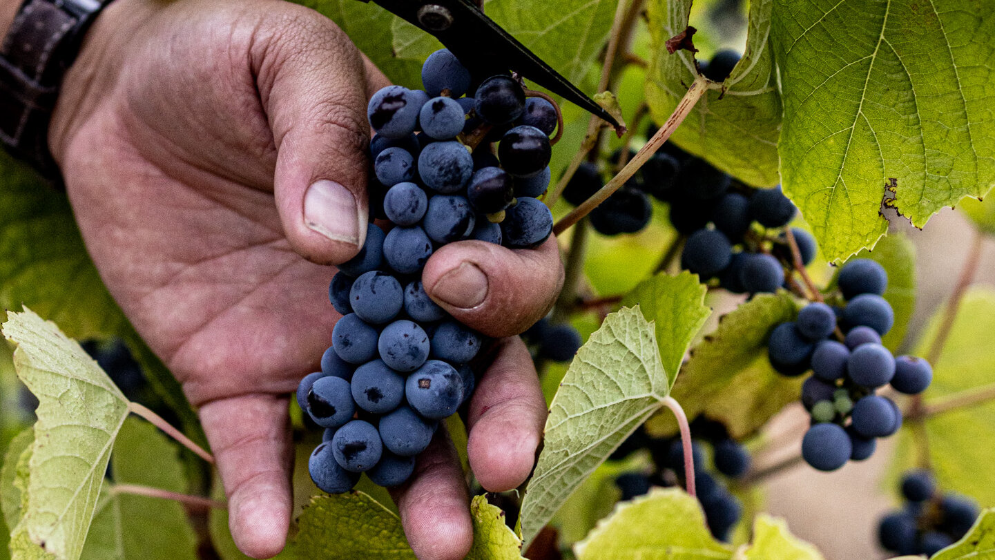 EricAsimov's tweet card. It’s a fringe movement so far, but hybrids have proven they can make good wine and may be better able to withstand climate change and disease.