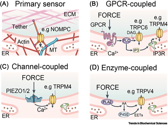 RohacsTibor's tweet card. Transient receptor potential (TRP) channels are implicated in a wide array of mechanotransduction processes. However, a question remains whether TRP channels directly sense mechanical force, thus...