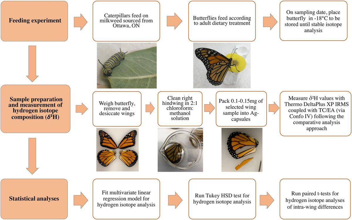 meganreich13's tweet card. Hydrogen isotope geolocation of insects is based on the assumption that the chitin in the wings of adult migratory insects preserves the hydrogen isotope com...
