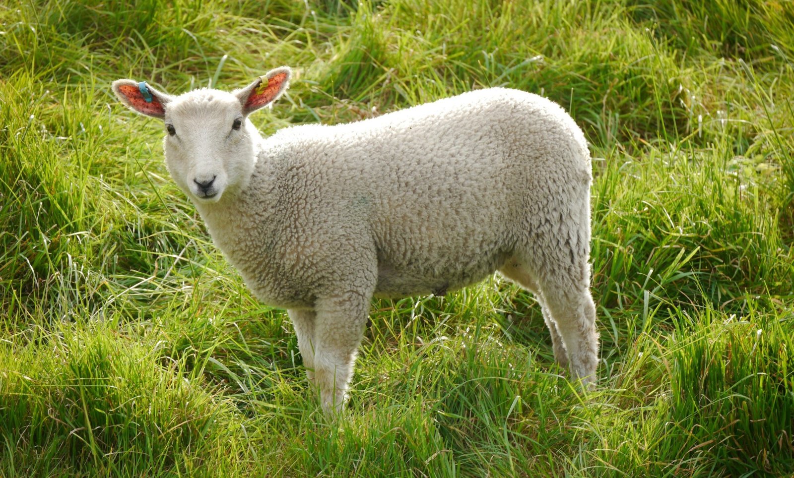 NatSecSoc's tweet card. Government rules out removing religious exemptions to animal welfare laws in debate on petition with over 100,000 signatures