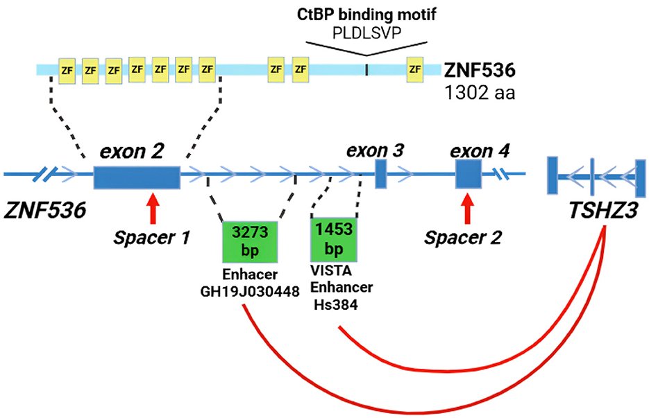 FrontNeurosci's tweet card. ZNF536, a brain-specific transcriptional repressor, has recently emerged as a candidate risk gene for schizophrenia (SZ), yet its functional role in human ne...