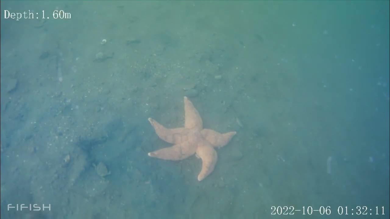 ecolpaul's tweet card. Designing Eco-engineered Habitat Units to Support Recreational Angling