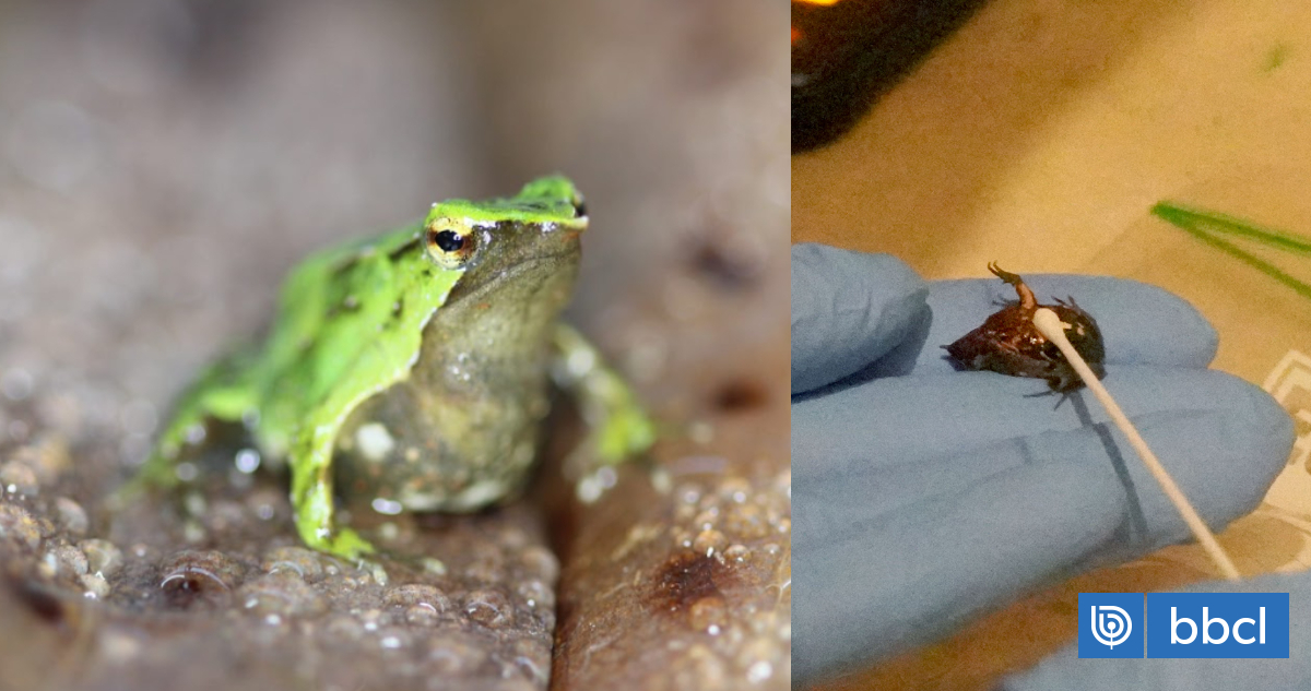 ClaudioAzat's tweet card. Las ranitas de Darwin (Rhinoderma darwinii) están en peligro de extinción y además fuertemente amenazadas por un peligroso hongo que...