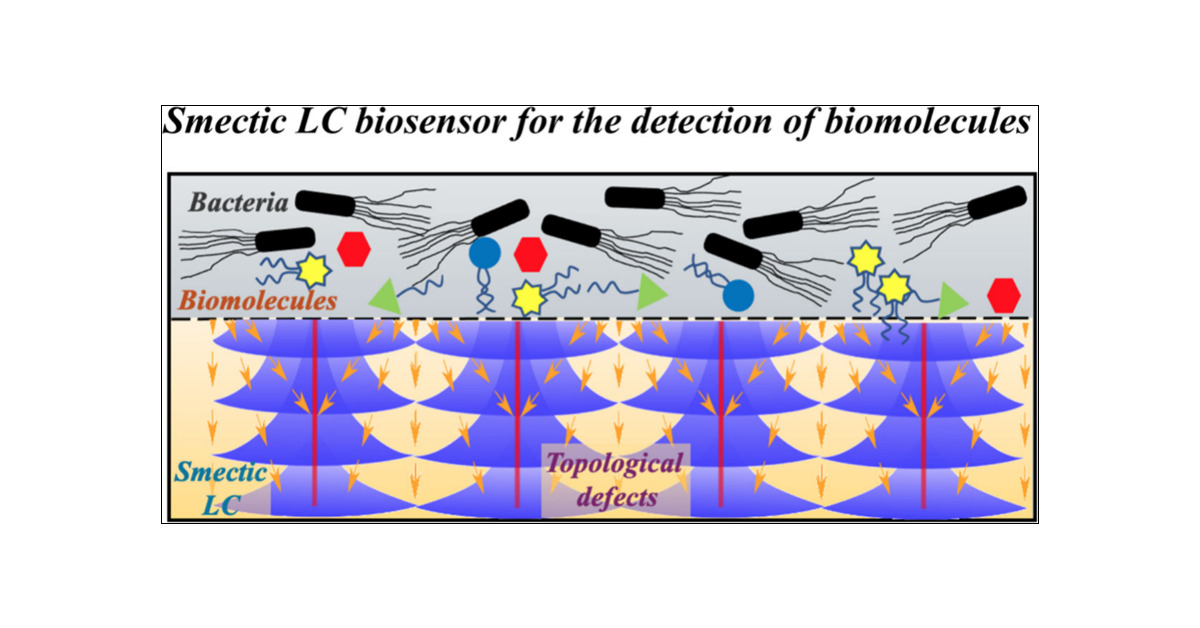 LabGharbi's tweet card. Characterizing the anchoring properties of smectic liquid crystals (LCs) in contact with bacterial solutions is crucial for developing biosensing platforms. In this study, we investigate the anchor...