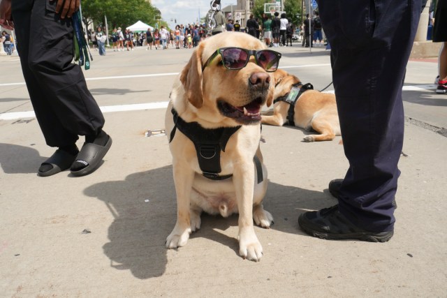 csucauldron's tweet card. Vikings were welcomed back to campus at the VikesFest on August 23rd.  Live music, bouncy castles and street performers lined Euclid Avenue. The event also featured entertainment, food and stu…