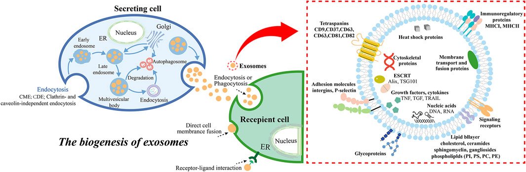 FrontCellDevBio's tweet card. Exosomes are small extracellular vesicles secreted by cells, ranging in size from 30 to 150 nm. They contain proteins, nucleic acids, lipids, and other bioac...