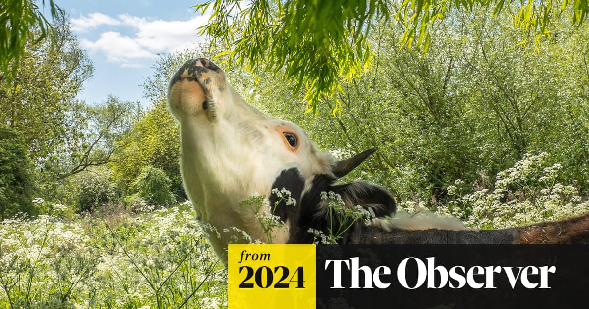 js_simons's tweet card. Ancient grazing rights for the famed cattle are at risk in budget rethink