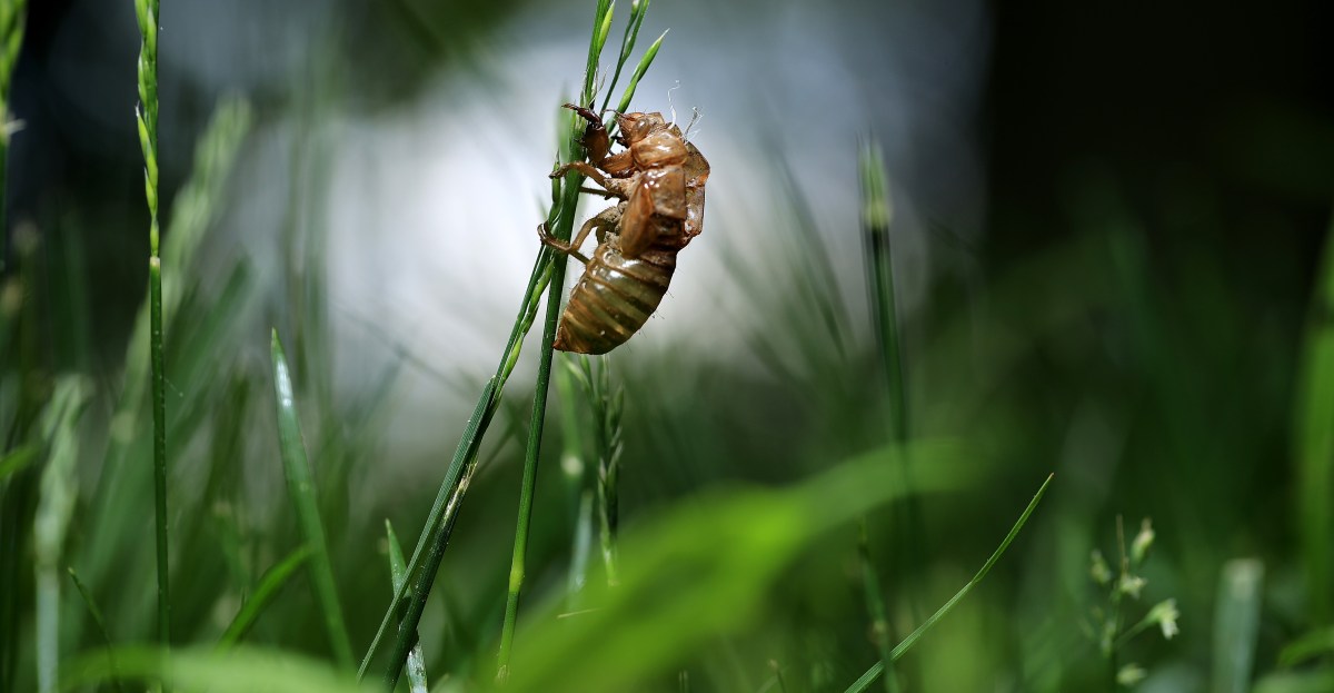AmericanForests's tweet card. Brood X will leave a mark on forests and birds that will last for years.