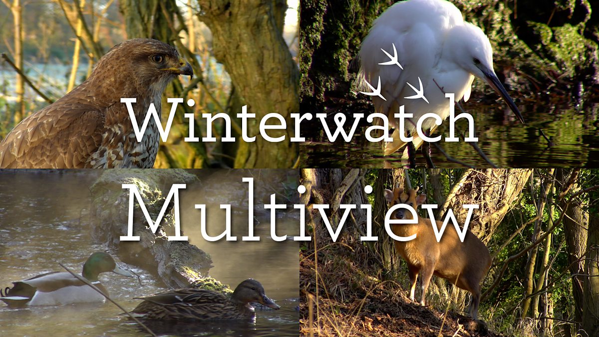 SaveRedlandLibr's tweet card. A selection of our live Winterwatch wildlife cameras.