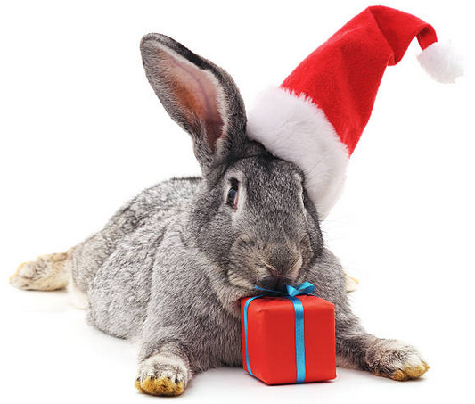 SupportiveLang1's tweet card. “If you leave everything to the last minute… it only takes a minute.” Said the hare (probably) to himself, as he rolled over on his soft…