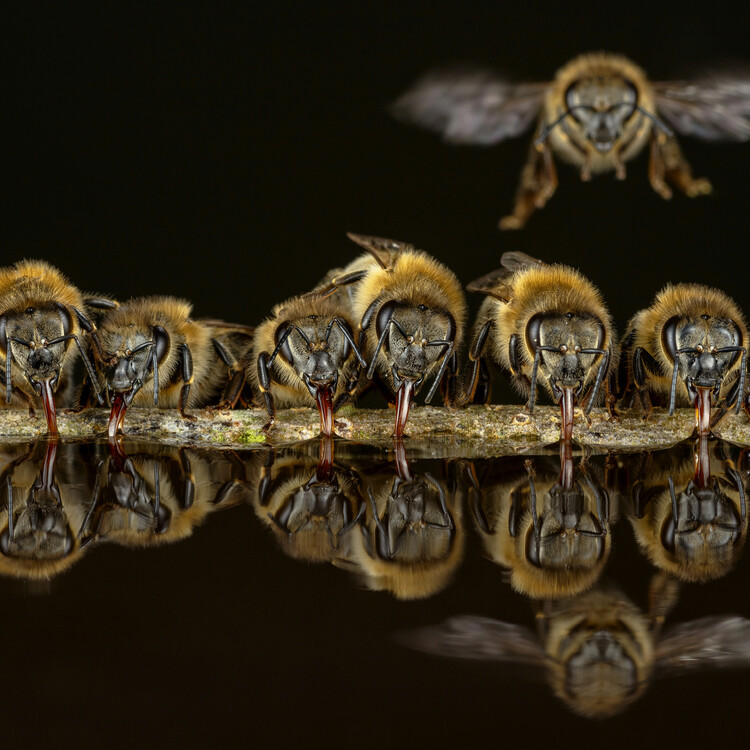 beegeek's tweet card. Beautiful and intimate images reveal extraordinary insights into the social structure, communication, defensive strategies and sex lives of wild honeybees