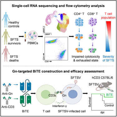 CellRepMed's tweet card. Peng et al. reveal that the impaired cytotoxicity and exhausted state of T cells are significantly associated with lethal outcomes in SFTS patients and demonstrate that Gn-targeted bispecific T cell...