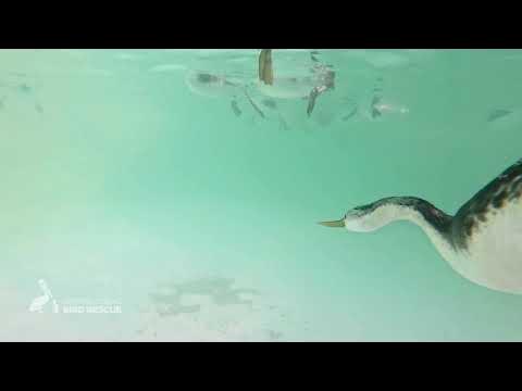 IntBirdRescue's tweet card. Below the Surface of Recovery – With Grebes!