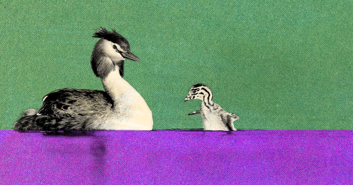 equimundo_org's tweet card. To share the burden of parenting, you have to actually share it.