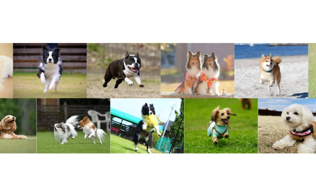 uonuma_js's tweet card. VK Blocks 1.112.0 の新機能を使って作った動くギャラリーです。