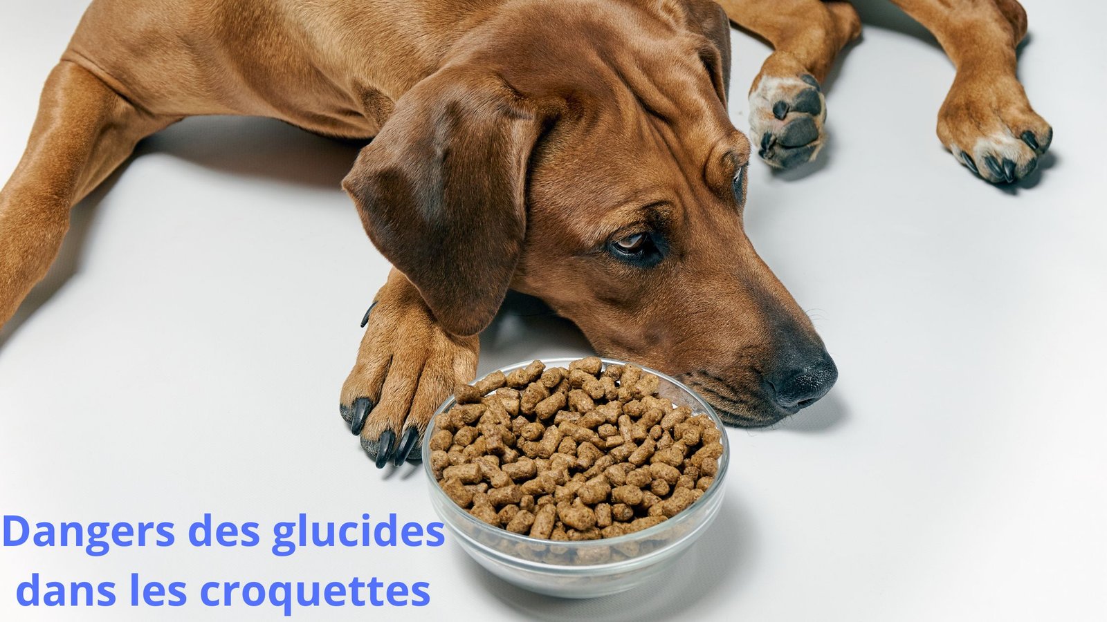 patwebmaster's tweet card. Découvrez les risques cachés des glucides dans les croquettes pour chiens. Apprenez à protéger la santé de votre compagnon .