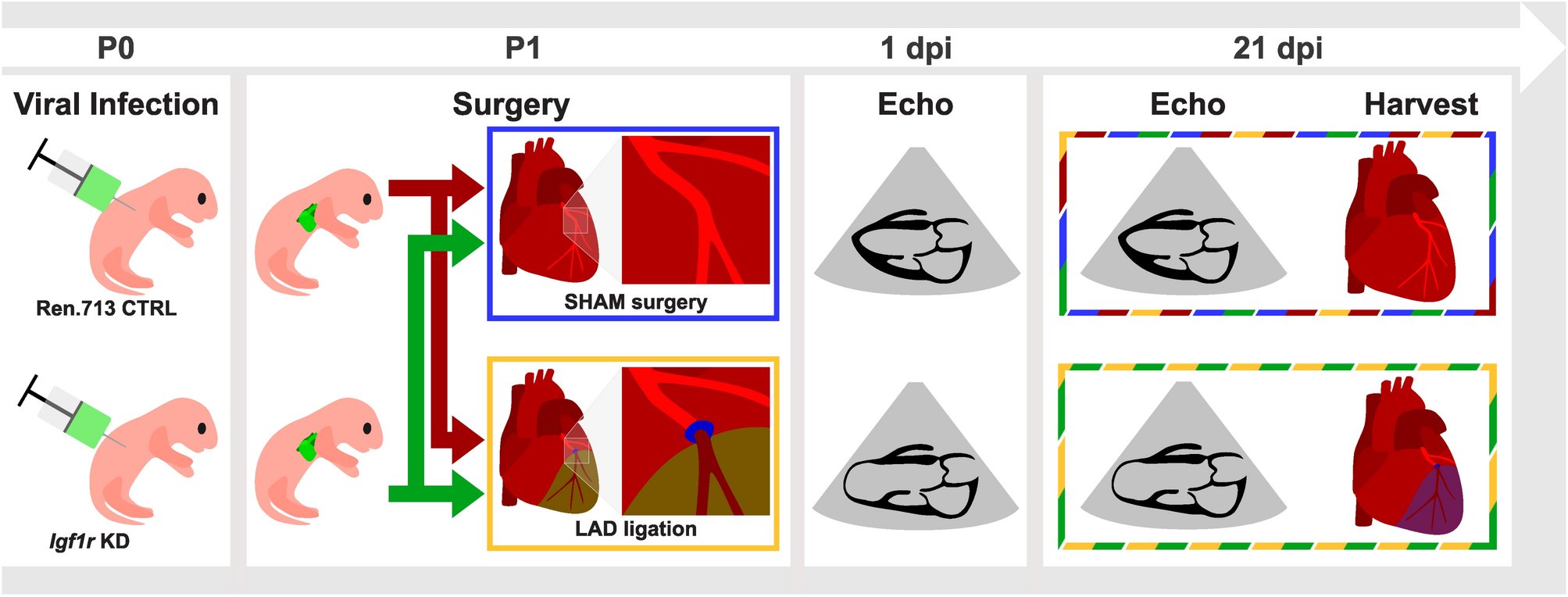 ChristianBaer80's tweet card. Scientific Reports - Murine neonatal cardiac regeneration depends on Insulin-like growth factor 1 receptor signaling