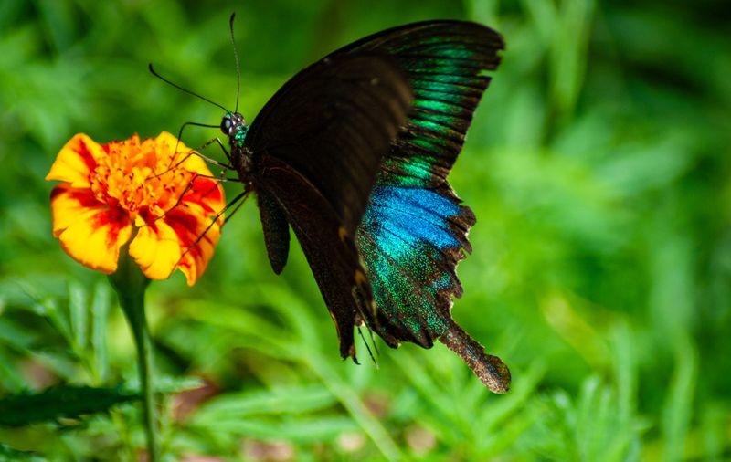 thetribunechd's tweet card. These charismatic insects hold the threads of our planet’s ecological tapestry.