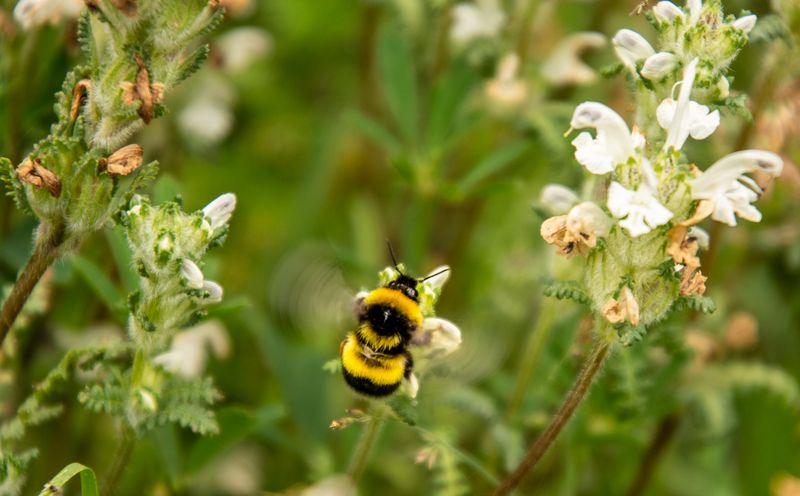 thetribunechd's tweet card. Their activity not only supports plant biodiversity, but also sustains the livelihoods of local communities.