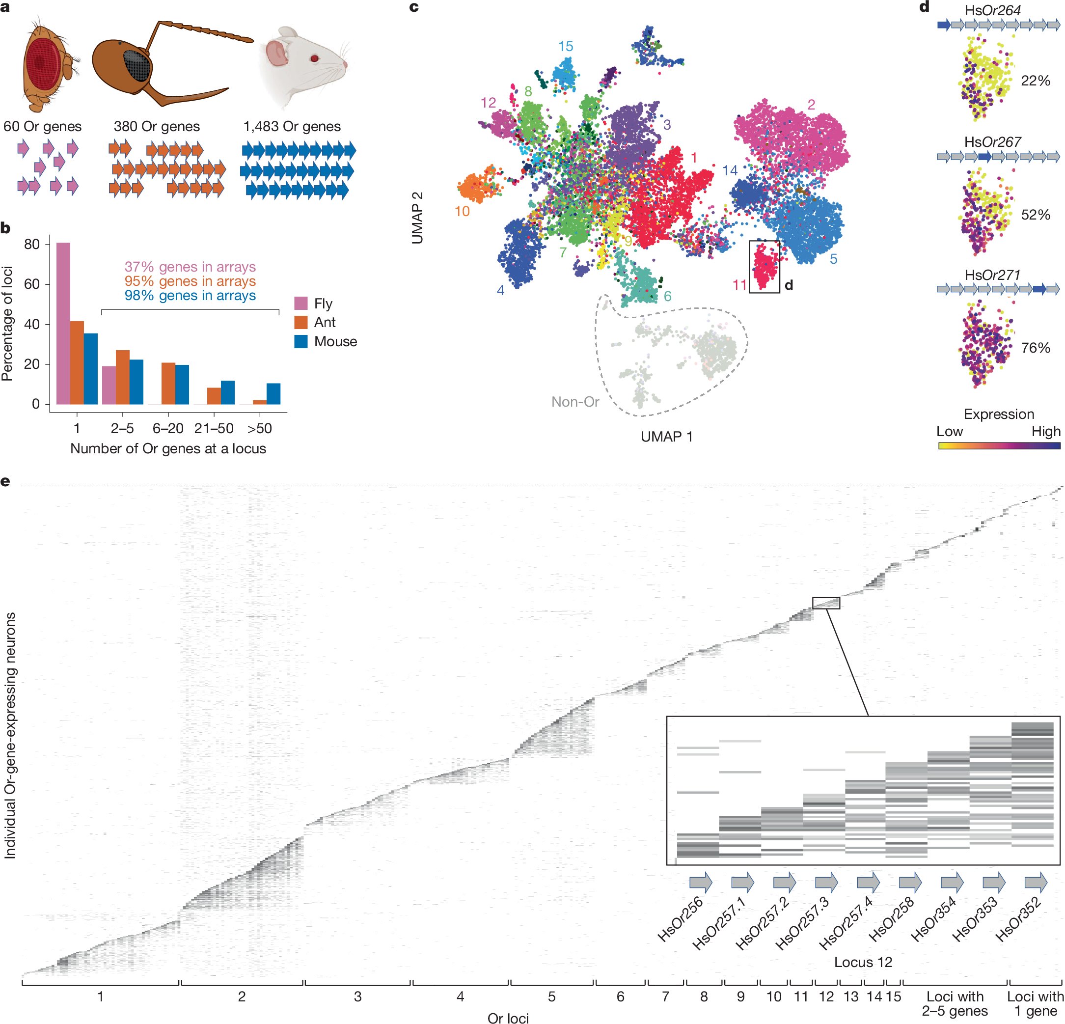 Nature's tweet card. Nature - Ants evolved a transcriptional-interference-based mechanism to express a single odorant receptor from an array of Or genes with functionally similar promoters.
