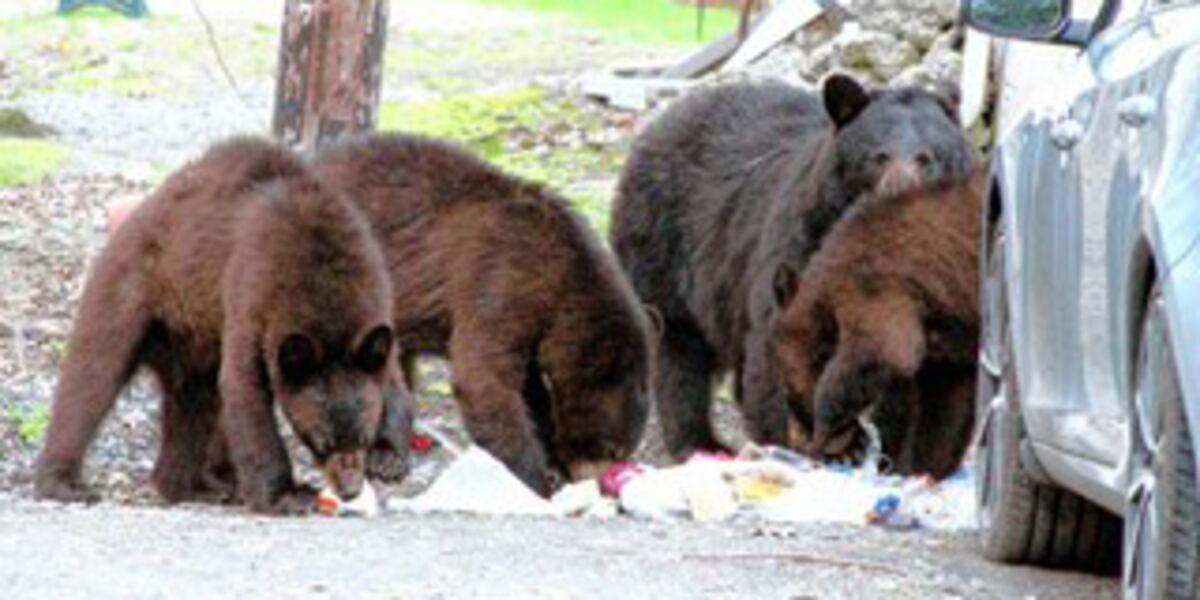 burnhamlibrary's tweet card. The Vermont Department of Fish and Wildlife says the late spring means many of the state's bears are hungry and that is increasing the number of bear complaints they are receiving.