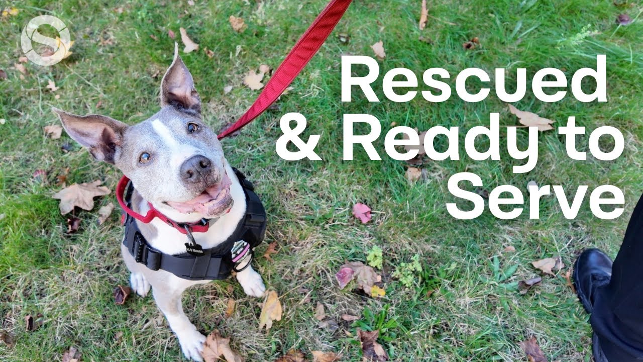 OSMediaRI's tweet card. Rescued Pit Bull Finds a New Life as the West Warwick Police Depart...