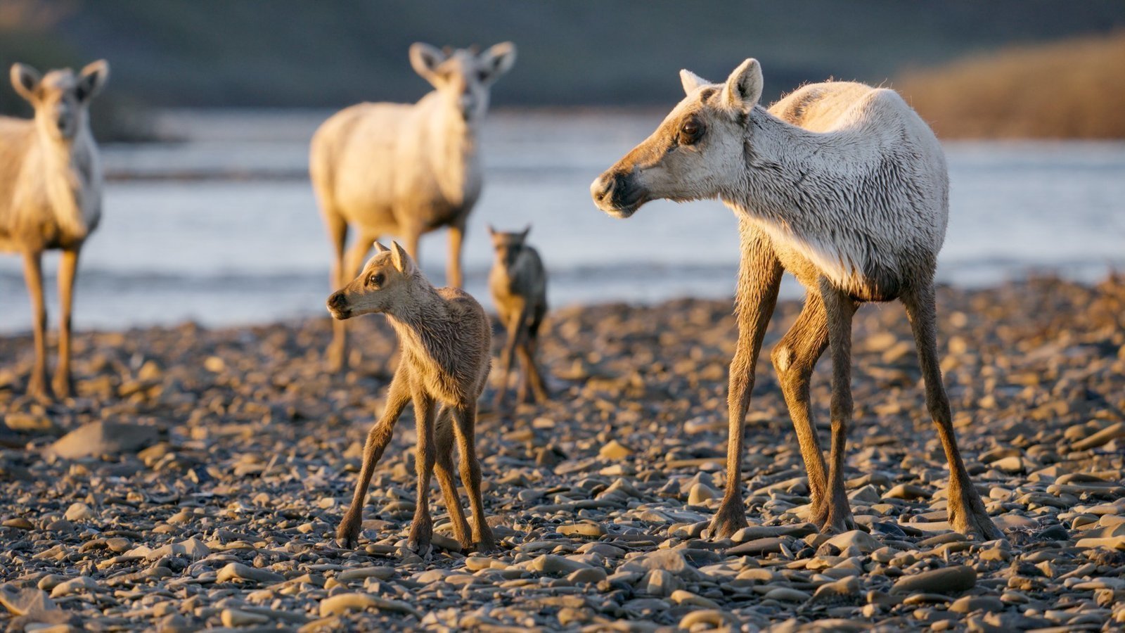 Autie_Coder's tweet card. Biden Administration and ConocoPhillips: SAY NO TO THE WILLOW PROJECT!