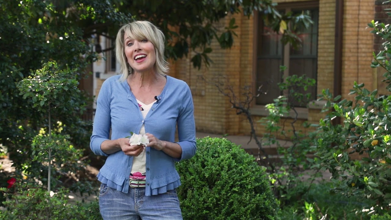 EncoreAzalea's tweet card. Plant a Green and White Garden with Year-Round Interest Using...