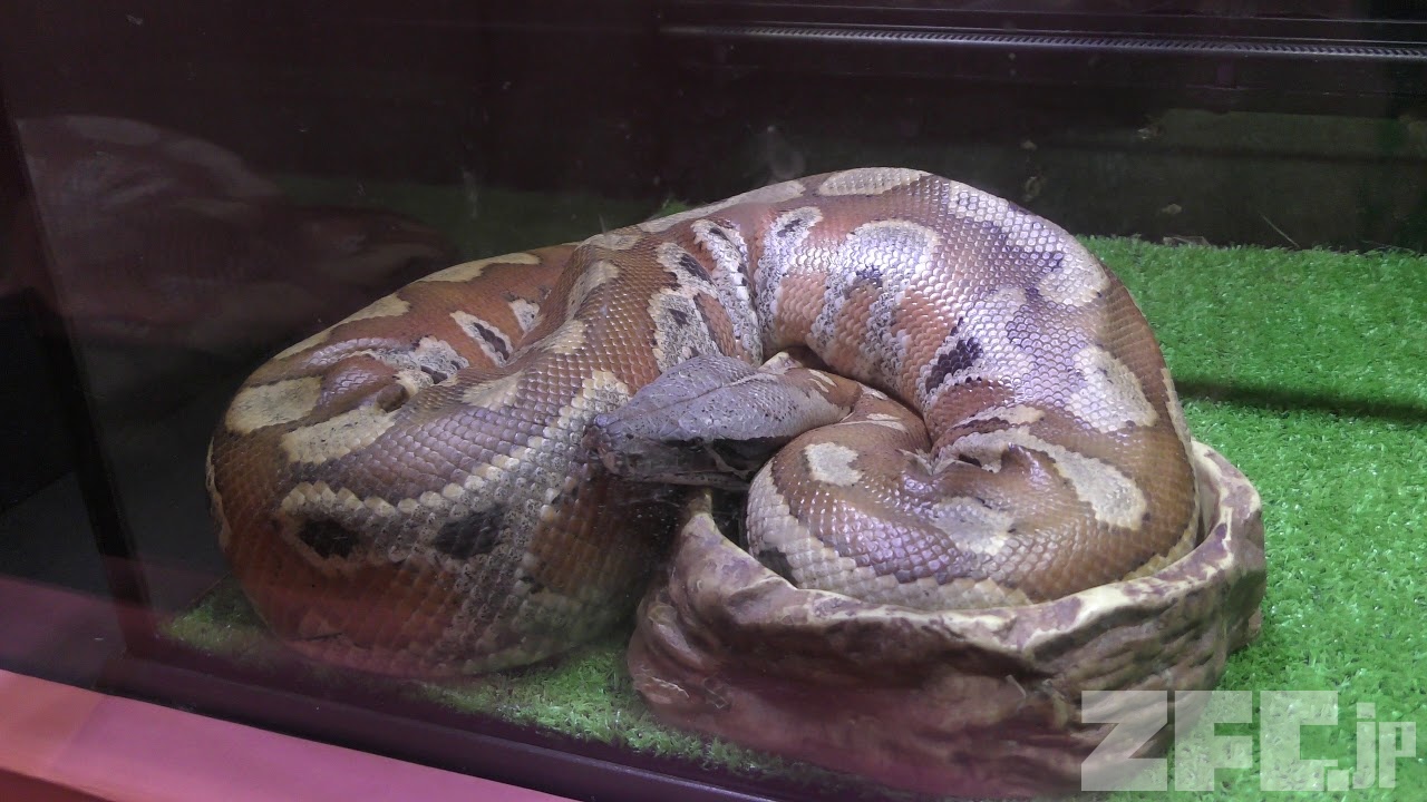 zfc_jp_en's tweet card. Introduction of Blood python classification, English name, Japanese name, Binomial name, and other names