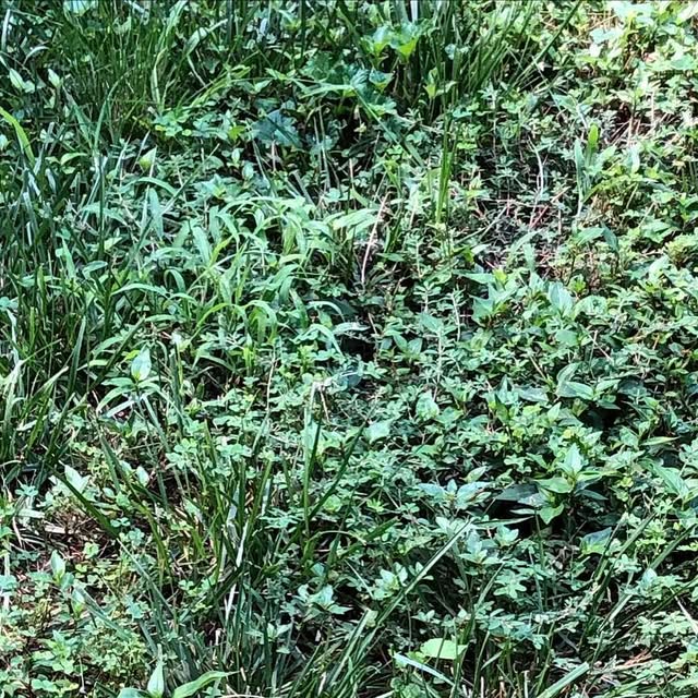 CLTLocalvore's tweet card. @cltlocalvore • Instagram photo