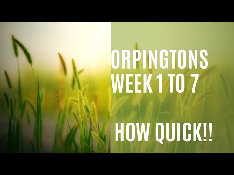 Gypsy_4_'s tweet card. Lavender Orpington Chicks' Week-by-Week Growth #ChickDevelopment...