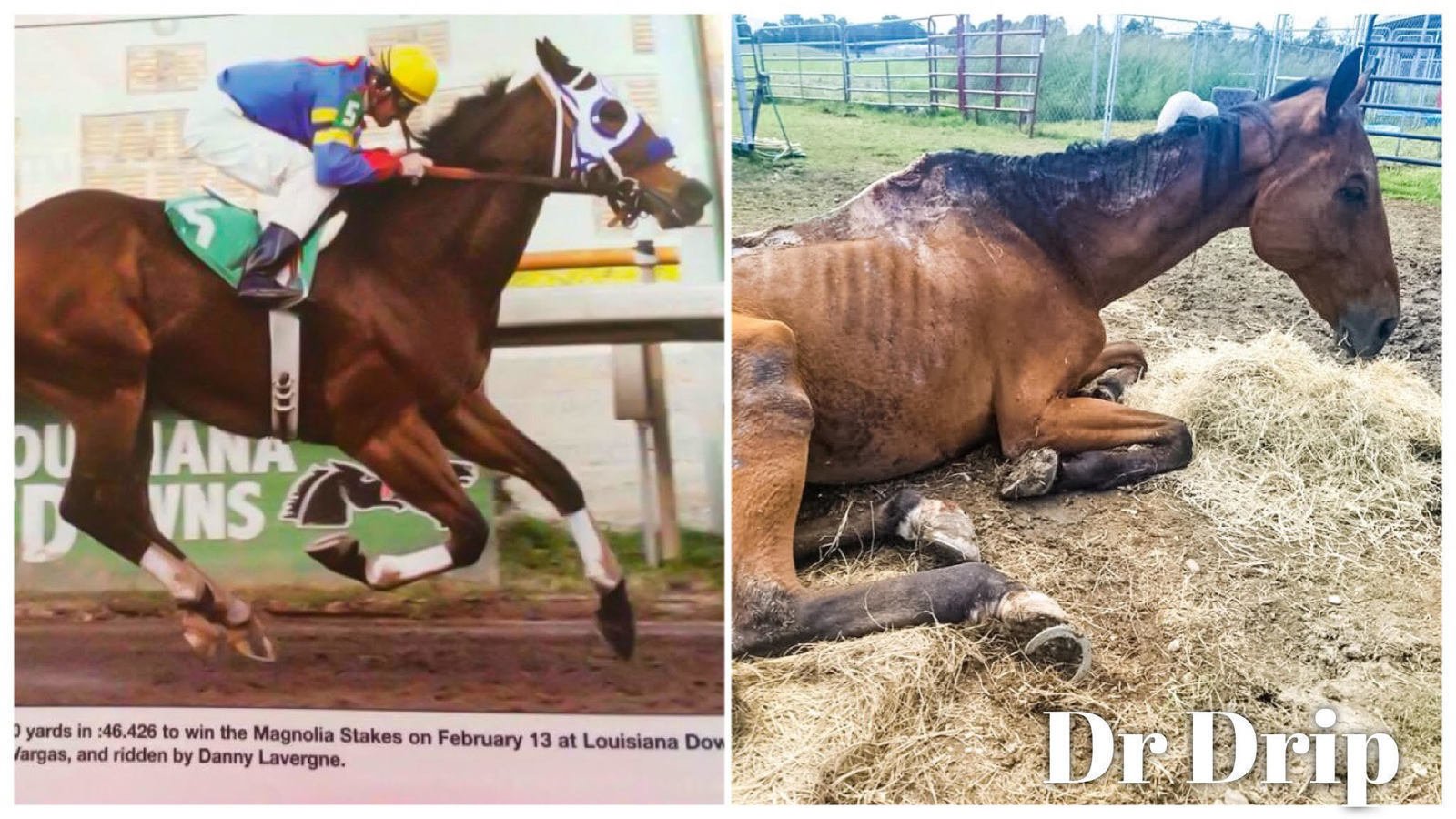 Snackinz's tweet card. Demand Justice for Dr Drip, a Champion Racehorse