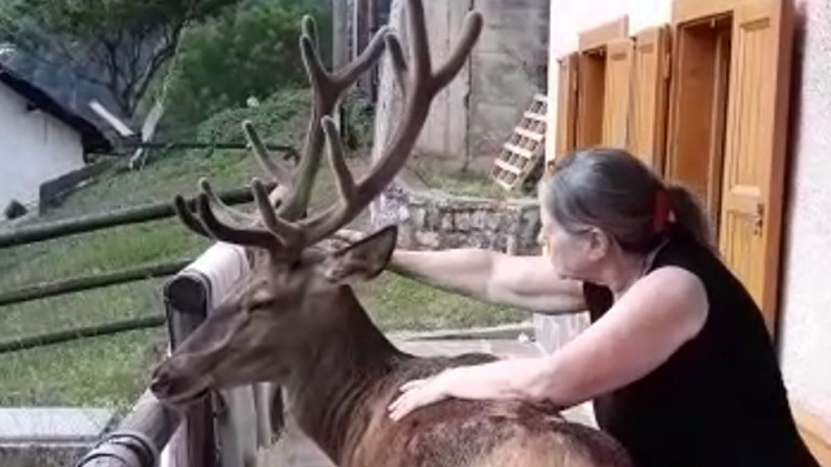 VIRGINRINGO's tweet card. Pecol, il giovane chiude i profili dopo l'ondata di offese. La paesana che ha reso nota l'uccisione:«Cervo aggressivo? Bugia, ha ferito la comunità». Brambilla:«Gesto indegno protetto dalle leggi»