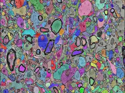 alex_shapsoncoe's tweet card. Human brain wiring rainbow