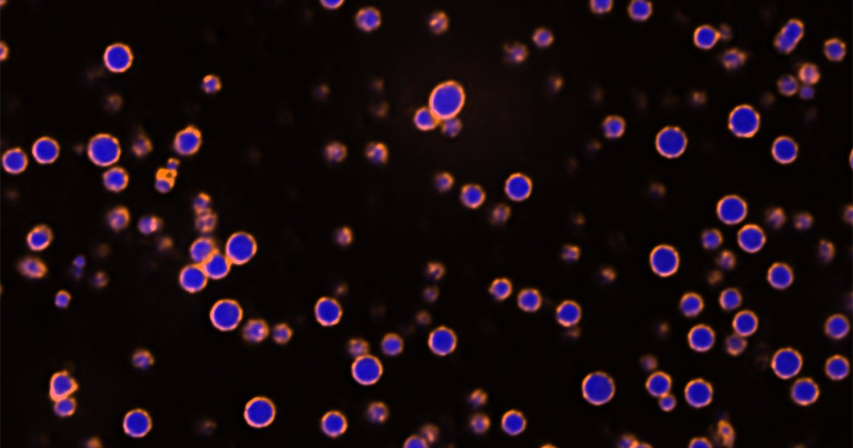 NU_BSA's tweet card. A team with Professor Krishna Shrinivas discovered how a landmark found in the nucleus of cells in many organ systems forms through a different mechanism than the well-established view, a revelation...