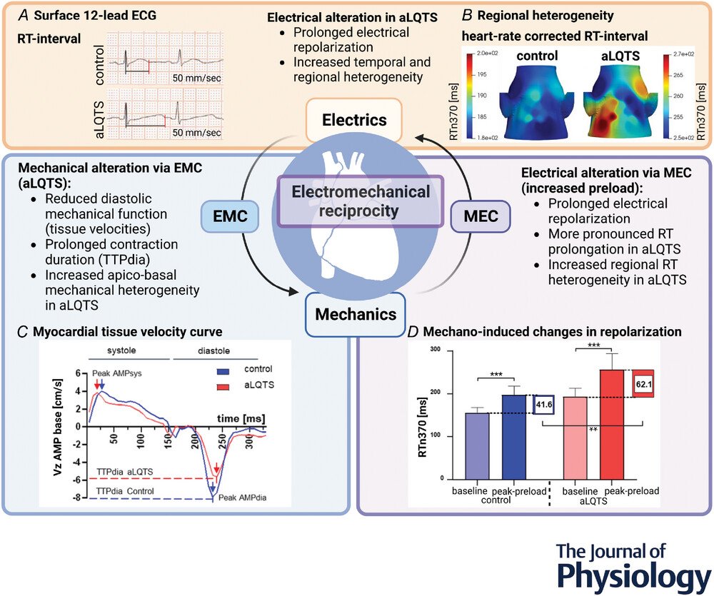 OdeningLab's tweet card. Abstract figure legend Electromechanical reciprocity in healthy (control) and acquired long QT syndrome (aLQTS) rabbit hearts. A and B, electrical alteration in aLQTS. A, exemplary ECG traces...