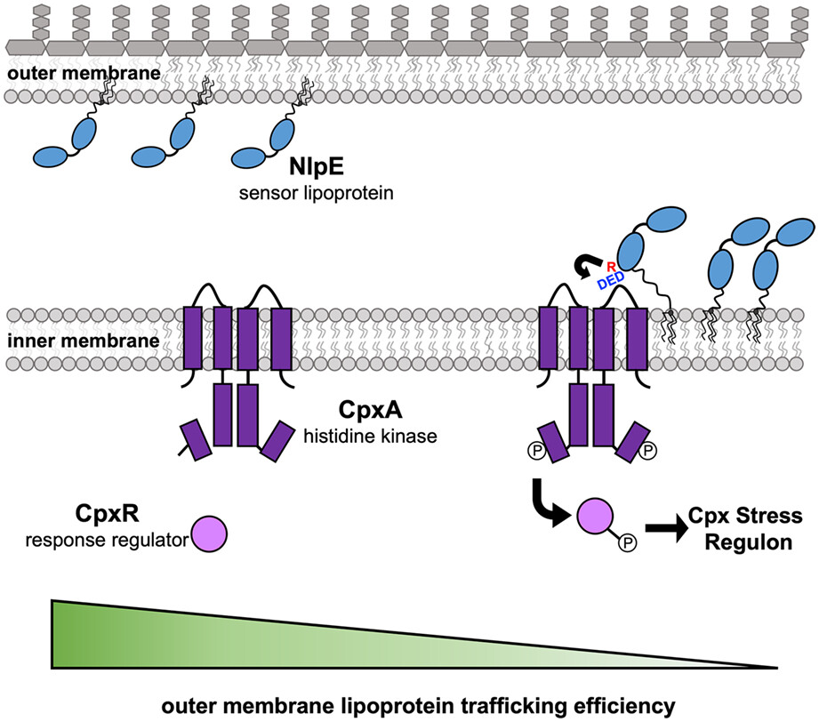 GrabowiczLab's tweet card. We reveal the molecular details of how the sensor lipoprotein NlpE activates the Cpx two-component stress response. Through complementary genetics, biochemistry, and AlphaFold2 modeling, we identif...
