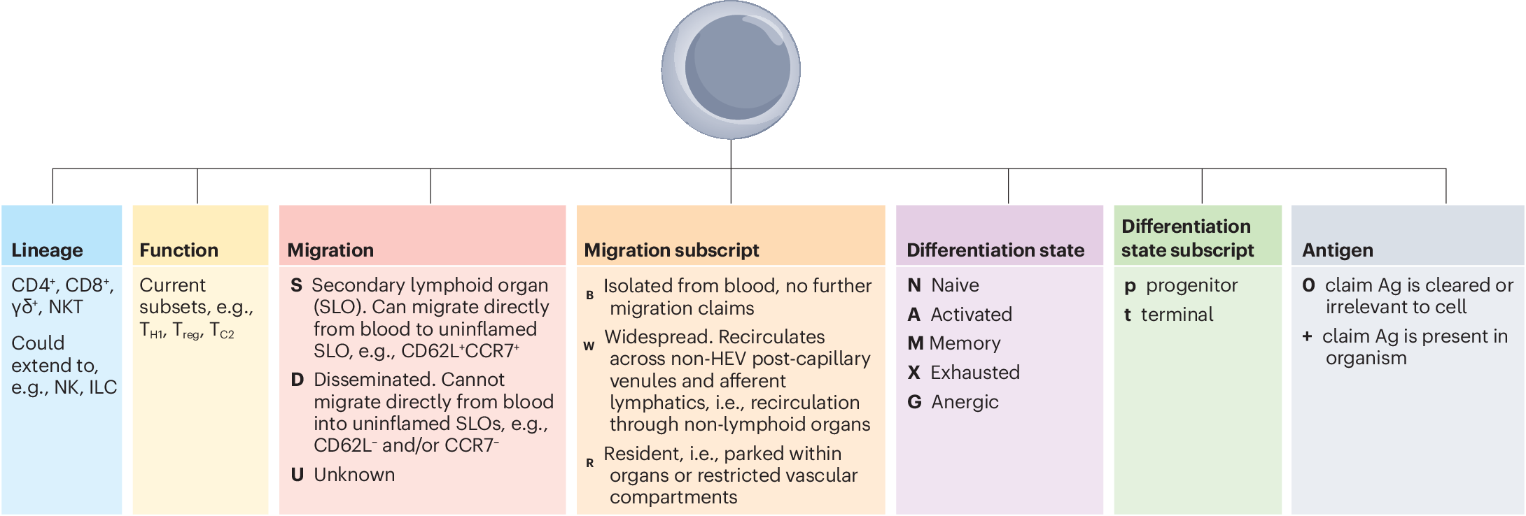 NatRevImmunol's tweet card. Nature Reviews Immunology - This Consensus Statement clarifies the existing subset-based nomenclature for T cells. Furthermore, it proposes an alternative modular nomenclature that is designed to...
